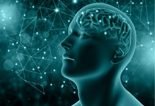 Brain Bee脑科学活动训练营